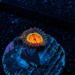 Fruit Ninja Zoanthid - riptide aquaculture llc