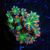 FireWork Clove Polyps - riptide aquaculture llc