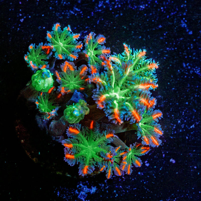 FireWork Clove Polyps
