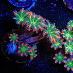 FireWork Clove Polyps - riptide aquaculture llc