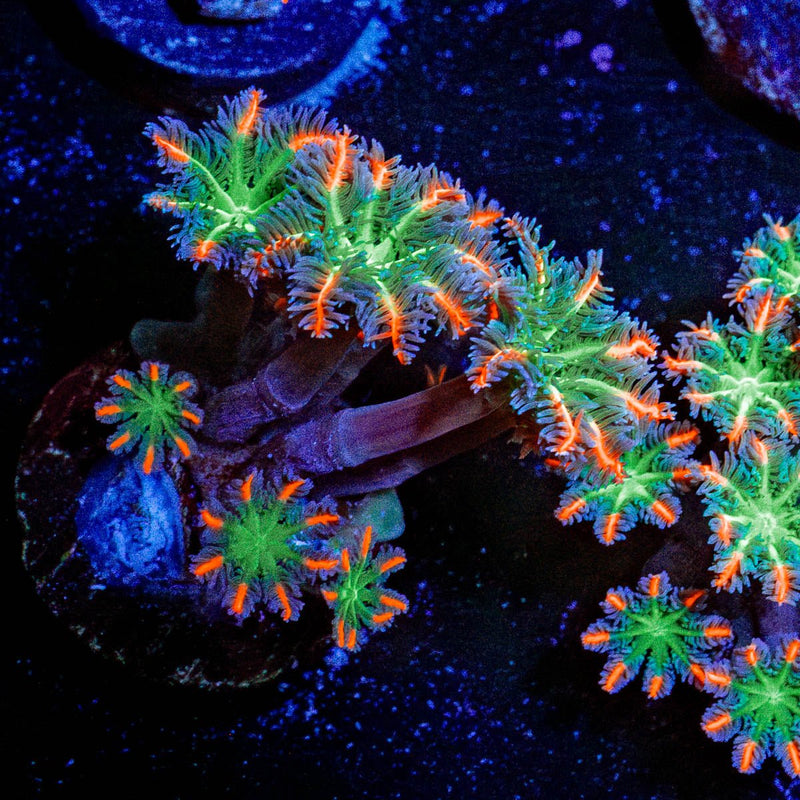 FireWork Clove Polyps