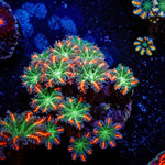 FireWork Clove Polyps - riptide aquaculture llc