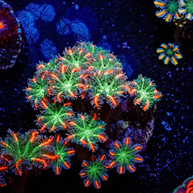 FireWork Clove Polyps