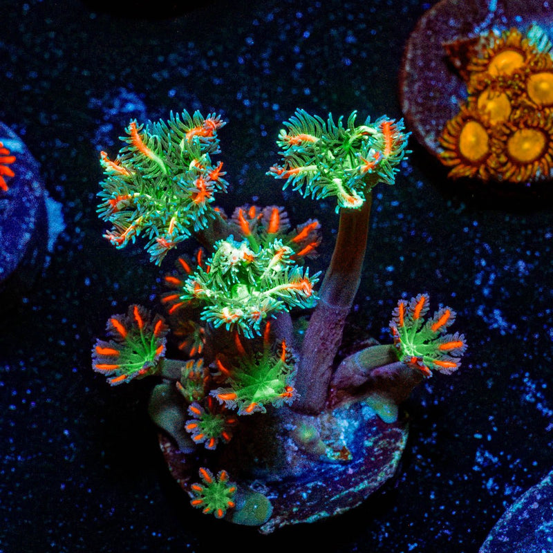 FireWork Clove Polyps