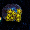 King Midas Zoanthid - riptide aquaculture llc