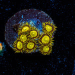 King Midas Zoanthid - riptide aquaculture llc