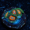 Fairy Tales Zoanthid - riptide aquaculture llc