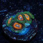 Fairy Tales Zoanthid - riptide aquaculture llc