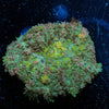 Carpet Bomb Mushroom - riptide aquaculture llc