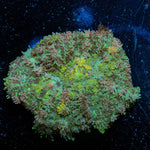 Carpet Bomb Mushroom - riptide aquaculture llc