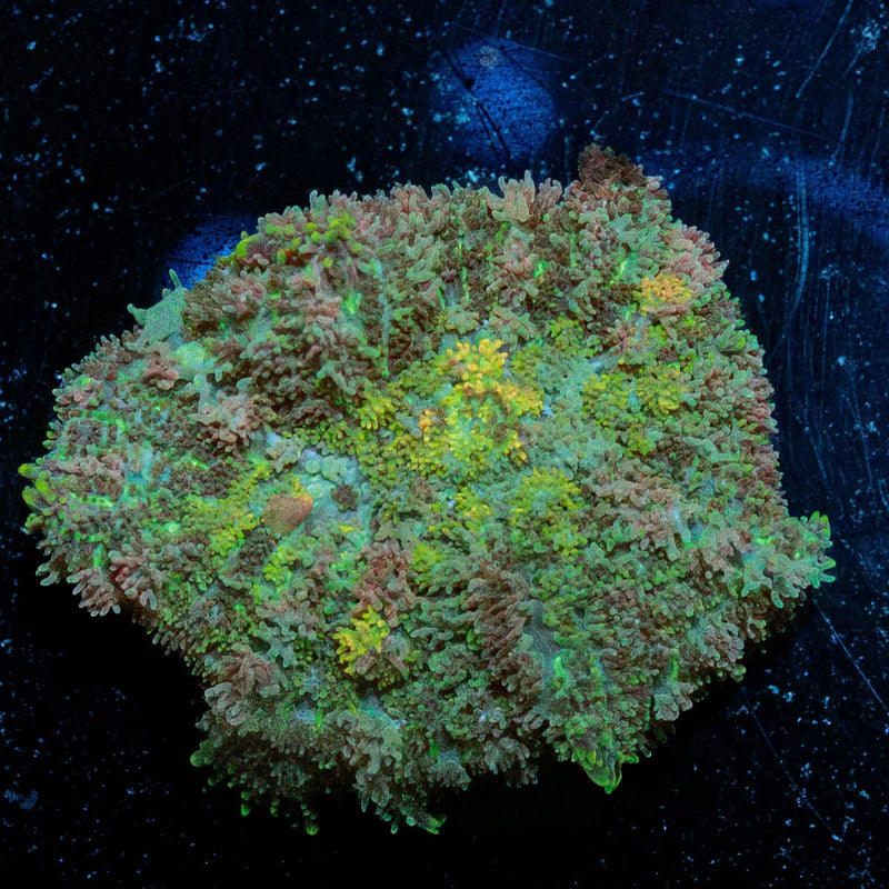 Carpet Bomb Mushroom