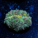 Carpet Bomb Mushroom - riptide aquaculture llc