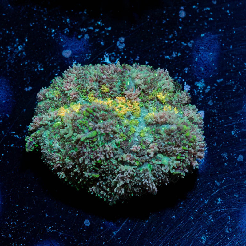 Carpet Bomb Mushroom