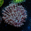 Classic Toadstool Leather - riptide aquaculture llc
