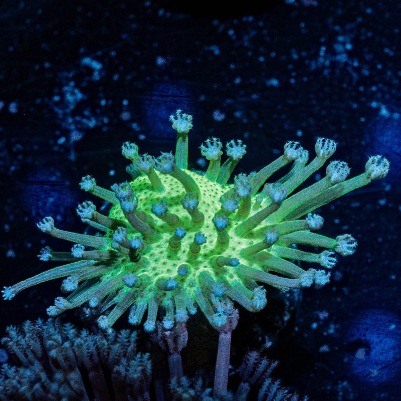 Neon Green Toadstool Leather