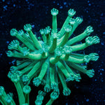MTN Dew Toadstool Leather - riptide aquaculture llc