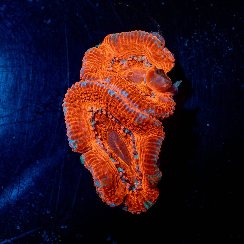 Acan / Micromussa