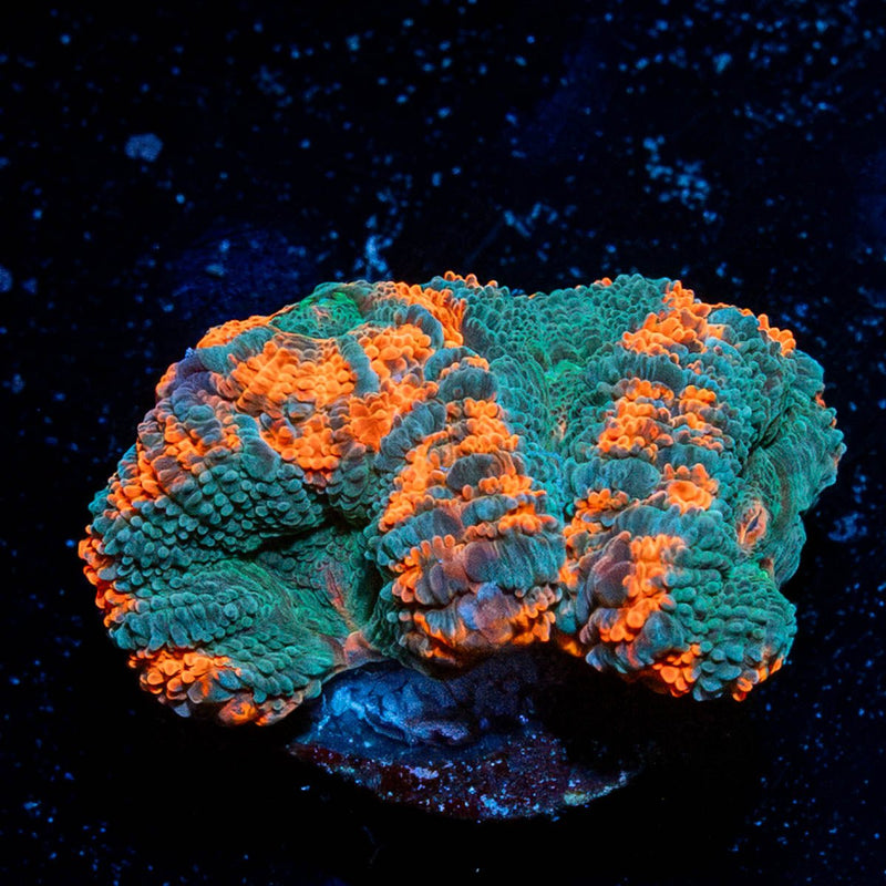 Acan / Micromussa