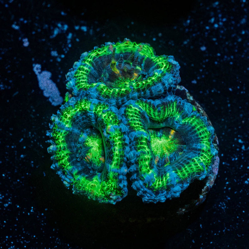 Acan / Micromussa