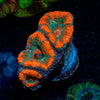 Acan / Micromussa - riptide aquaculture llc