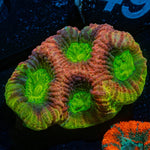 Dragon Soul Favia - riptide aquaculture llc