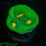 Space Invader Chalice - riptide aquaculture llc