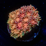 Lola Bonny Goniopora - riptide aquaculture llc