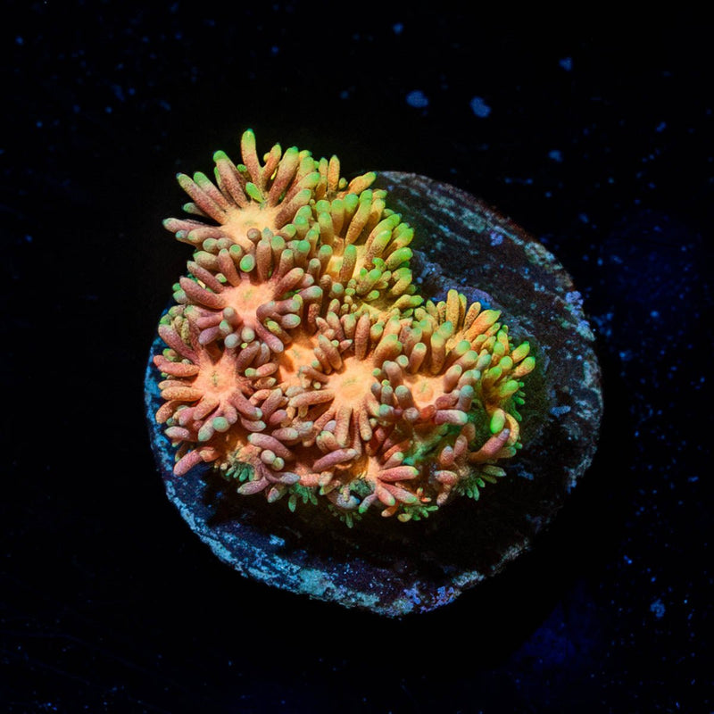 Lola Bonny Goniopora