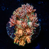 Lola Bonny Goniopora - riptide aquaculture llc