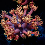 Ironman Goniopora - riptide aquaculture llc