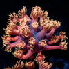 Ironman Goniopora - riptide aquaculture llc
