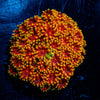 Rainbow Bardadapora - riptide aquaculture llc