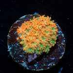 Captian Chrunch barnardapora - riptide aquaculture llc