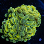 Gold Branching Hammers - riptide aquaculture llc