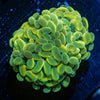 Gold Branching Hammers - riptide aquaculture llc