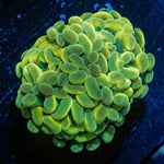 Gold Branching Hammers - riptide aquaculture llc
