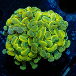 Gold Branching Hammers - riptide aquaculture llc
