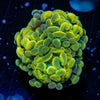 Gold Branching Hammers - riptide aquaculture llc