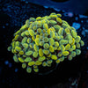 Gold Branching Hammers - riptide aquaculture llc