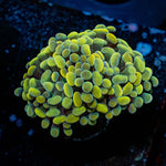 Gold Branching Hammers - riptide aquaculture llc