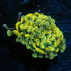 Gold Branching Hammers - riptide aquaculture llc