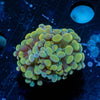 Gold Branching Hammers - riptide aquaculture llc