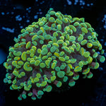 Gold Branching Hammers - riptide aquaculture llc