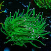 Pink Tip Torch - riptide aquaculture llc