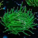 Pink Tip Torch - riptide aquaculture llc