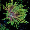 21 Tails Torch - riptide aquaculture llc
