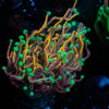 Jester Torch - riptide aquaculture llc