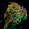 Jester Torch - riptide aquaculture llc