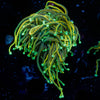 21 tails torch - riptide aquaculture llc