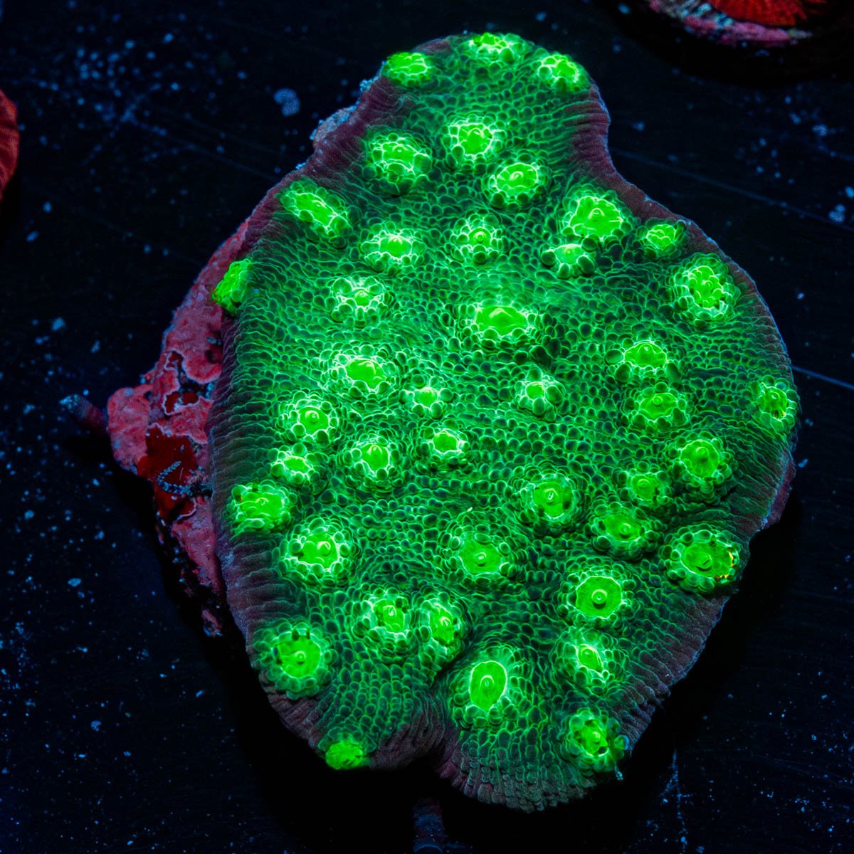 Hollywood Stunner Chalice - riptide aquaculture llc